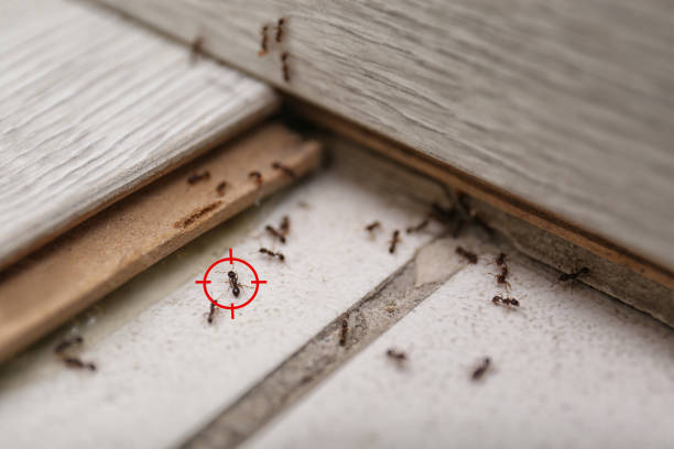 Best Termite Control Services  in Pelham, GA
