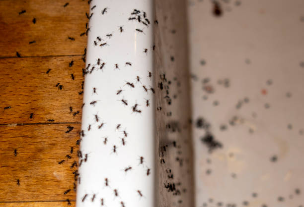 Best Affordable Pest Control Services  in Pelham, GA