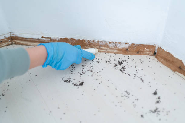 Wasp Removal Services in Pelham, GA